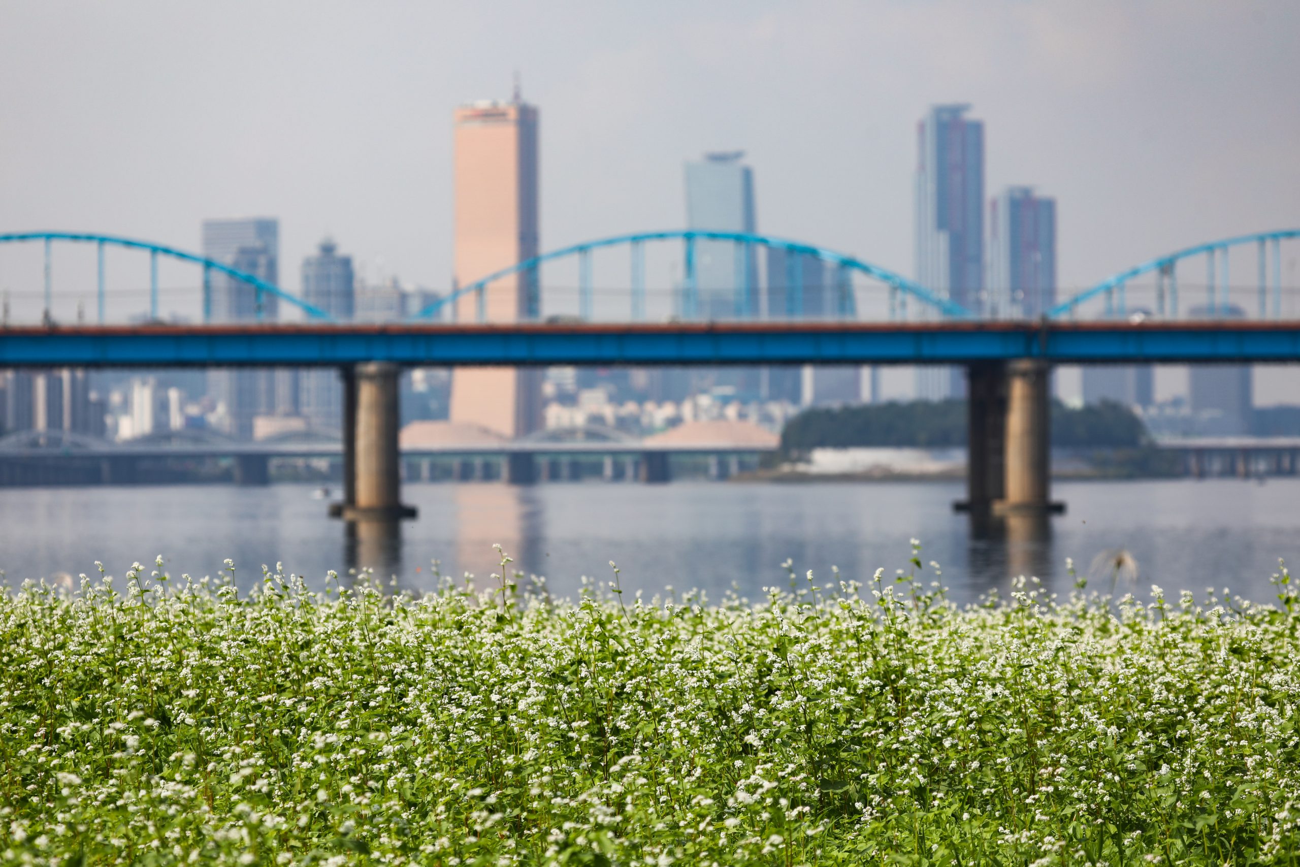 211002 서래섬 메밀꽃_016