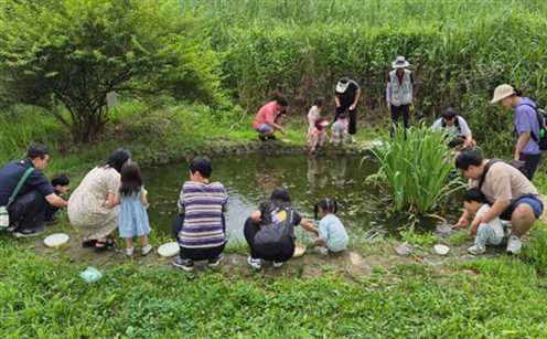 02 여름 숲, 물 속 곤충(암사)